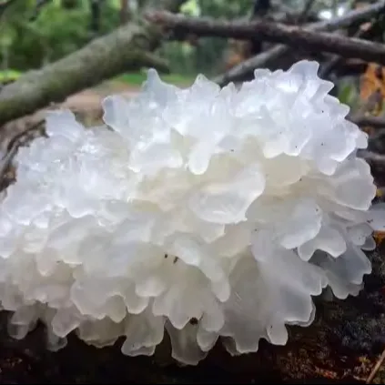 Fresh Tremella Mushrooms from Vietnam snow mushroom high quality