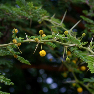 100% polvo de extracto de Babul natural para remedios herbales de alta calidad para suministro mundial a un precio adicional. - Product Image 3
