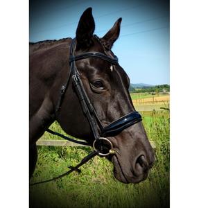 FREEFORM Comfort Anatomique CUT AWAY Casque SIMPLE CAVESSON Bridle BREVET - Product Image 1