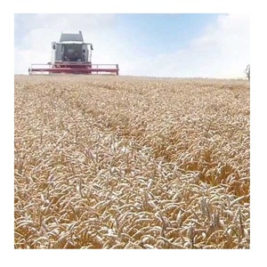 Venta al por Mayor de Alimento para Animales a Base de Salvado de Arroz a Precio Competitivo - Product Image 6