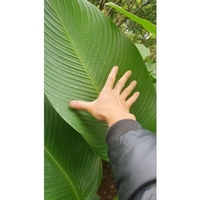 Feuille de Dong pour l'emballage des gâteaux et la décoration des aliments pour les aliments Remplacer par un sac en plastique Fournisseur biodégradable Écologique