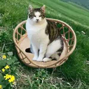 En çok satan çevre dostu bambu kamışı kapalı açık Pet yatak küçük çocuklar için evcil yatak oturma odası için bahçe balkon