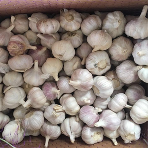 Nueva cosecha de ajo blanco normal fresco pelado de alta calidad para uso alimentario - Product Image 2