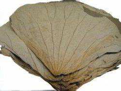 INGRÉDIENT DE THÉ DE FEUILLE DE LOTUS ENTIER SÉCHÉ POUR UN SOUTIEN IMMUNITAIRE NATUREL ET UN NETTOYAGE DU CORPS - Product Image 6