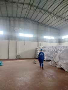 Semillas de alholva producción egipcia color verde sabor natural - Product Image 3