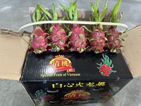 Volledig biologische rode drakenvrucht met wit-rood vruchtvlees, superlekker, frisse smaak, hoge kwaliteit voor export, goedkope prijs, Vietnam +84 379