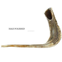 Shofar de cuerno natural orgánico para soplado y propósito religioso Shofar Kosher Cuerno de oveja Ram pulido