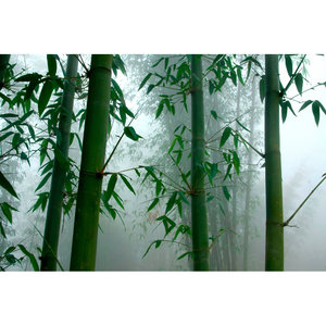 Langdu Green Bamboo Wall Art Decor Accents muraux élégants - Product Image 1