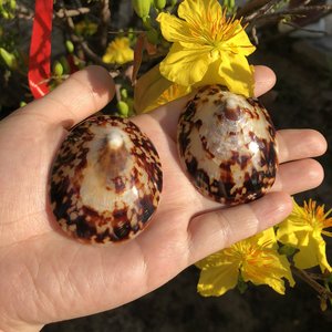 Limpet Seashell Artesanía Alta calidad Polaco Vietnam Mar Azul Loto 6,5 cm hasta 2024 - Product Image 5