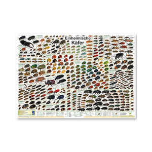 Póster de escarabajo nativo para decoración de pared, tamaño DIN A1 alemán - Product Image 2
