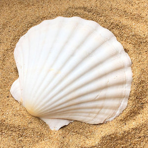 Hermosas conchas marinas para decoración de Tom - Product Image 6