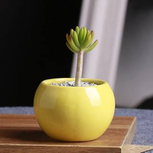 Pot de fleurs en céramique jaune brillant, rond, moderne, pour plantes succulentes d'intérieur, décoration d'appoint pour la maison - Product Image 1