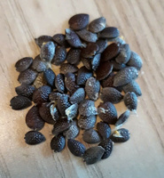 Offre Spéciale Graines de Fruits de la Passion Séchées de Qualité Supérieure, Meilleur Prix, Offre Tropicale, 1 kg