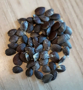 Hạt giống chanh dây khô cao cấp, chất lượng tuyệt hảo, giá tốt nhất, ưu đãi nhiệt đới, 1kg - Product Image 5