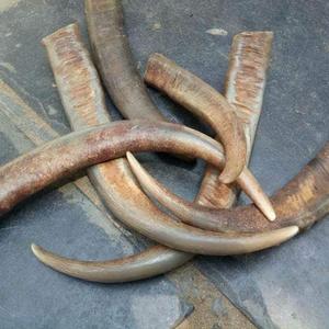 Corne de buffle de bonne qualité Fabricant de pointe blanche ronde Qualité naturelle de la corne de buffle Pointes rondes Agate pour cadeaux et artisanat - Product Image 3