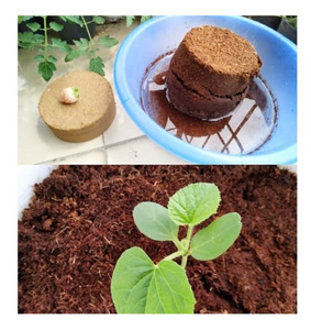 La tourbe de coco est souvent utilisée dans les systèmes hydroponiques comme substitut du sol car elle retient efficacement les nutriments tout en favorisant la racine - Product Image 4