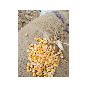 Maïs de maïs jaune pour la consommation d'aliments pour humains et animaux, maïs jaune pour l'alimentation de volaille - Product Image 1