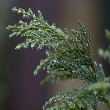 Aceite de hidrosol de ciprés certificado puro y natural 100% para aromaterapia con precio bajo y exportador a granel de alta calidad de la India - Product Image 6