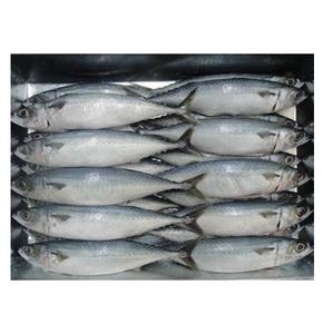 Manufacturer Hot Sale White Blue 200-250g Frozen Pacific Seafood <b>Fish</b> Mackerel Raw Material Block In Stock - Product Image 1