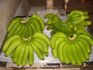 Tropical <strong>Banana</strong> High Quality Best Selling <strong>Banana</strong> Sweet Style Green <strong>Banana</strong> Grown in Vietnam - Product Image 6