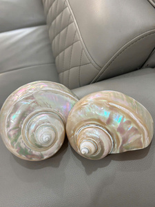 Hermosa concha marina Turbo, ideal para exhibición de acuarios, artesanías, joyería y proyectos interiores costeros - Product Image 6