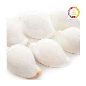 Conchas de cauri de huevo blanco raro, calidad superior Natural pulida para joyería DIY y decoración de bodas - Product Image 3