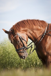 เบาะรองนั่งบนต้นไม้ทำจากแก้วแบบตะวันตกสุดเท่อานม้าหนังแท้อานแบบตะวันตกอานม้าแข็งแรง - Product Image 2