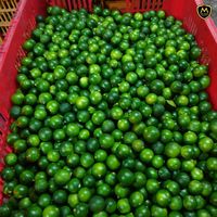 Calamansi Segar Premium Dari Vietnam - Buah Jeruk untuk Memasak & Jus
