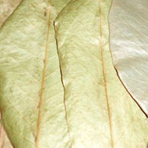 Feuilles de corossol plus sèches-100% Feuilles de corossol biologiques - Product Image 5