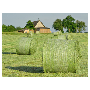 Offre en gros de foin d'herbe de Rhodes, alimentation animale de qualité supérieure, prêt pour la distribution en gros - Product Image 2