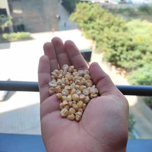 Ngô Trắng Ấn Độ Desi Từ Nông Nghiệp Ấn Độ Với Chất Lượng Hàng Đầu Và Giá Cả Rất Thấp Tiêu Thụ Của Con Người Và Sử Dụng Khác - Product Image 5
