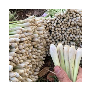 Embalaje a granel Tipo corte congelado de hierba de limón Premium de Vietnam - Product Image 1