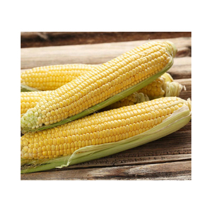 Maíz amarillo seco asequible, maíz amarillo no GMO y maíz blanco para alimentación humana y Animal - Product Image 3