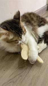 LOOFAH Jouet à mâcher interactif fait à la main en bois pour chiens et chats Durable et doux PET-SAFE Design Box Packed Made in Vietnam - Product Image 3