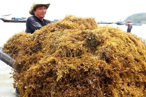 Alga marina seca orgánica Laver Sargassum Mejor precio Extracción de alginato Seamoss Embolsado a granel garantizado Contacto WA 0084328060941 - Product Image 6