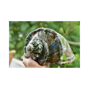 Vente en gros de coquillages décoratifs pour l'artisanat, les mariages à la plage, l'aquarium et l'aquarium à usage domestique, formes et tailles assorties - Product Image 1