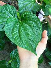 FROZEN PIPER LOTLOT LEAF HERBAL GOODNESS CLEAN LABEL VEGAN PLANTE À BASE DE PURE DETOX IMMUNE DEFENSE - Product Image 6