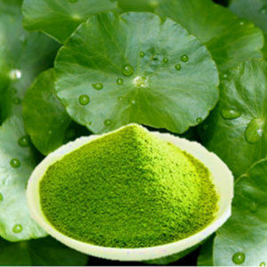 Polvo de hoja de hierba de la fortuna de alta calidad que ofrece una calidad estable, adecuado para fabricantes de bebidas saludables premium en todo el mundo. - Product Image 5