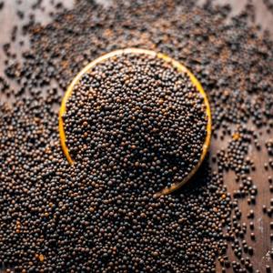 Mostaza Seca Natural en Venta, Procesada con Método AD para Uso Culinario y Aplicaciones Industriales de Procesamiento de Alimentos, India - Product Image 1