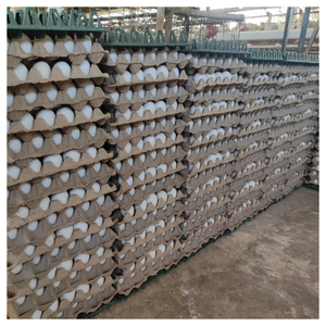 Huevos de pollo frescos de primera calidad, rico sabor, lleno de nutrientes, perfecto para tortillas, pasteles, pasteles y alimentación saludable - Product Image 5