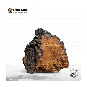 Extracto de Hongo Chaga LiGNO CG06 de Malasia, Antioxidante, Apoyo a la Vitalidad, Listo para OEM y ODM, Certificado GMP, Polvo Funcional para la Salud - Product Image 1