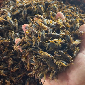 POLVO DE GRILLO SECO DE VIETNAM PARA SUPLEMENTOS DE PROTEÍNA | CALIDAD DE EXPORTACIÓN - Product Image 4