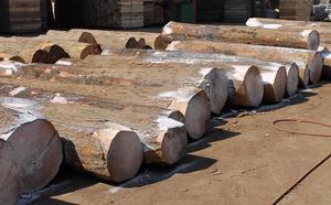 ไม้เมเปิ้ลเนื้อแข็งเกรดส่งออกตัวเลือกการตัดแบบแห้งและสด - Product Image 6