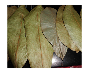 ใบกริโอลาแห้งจากเวียดนามสำหรับทำชาแห้งใบทุเรียนเทศสดใหม่ - Product Image 1