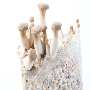 Achetez un sac de culture de champignons pour une culture de qualité supérieure avec une livraison rapide et des offres de gros abordables - Product Image 4