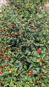 Semillas Híbridas Redondas de Pimiento Picante Queen F1 - Product Image 4