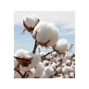 Matériau écologique et durable brut en fibre de coton biologique de qualité supérieure d'Inde pour le tissage de tissus en fil textile à bon prix - Product Image 3