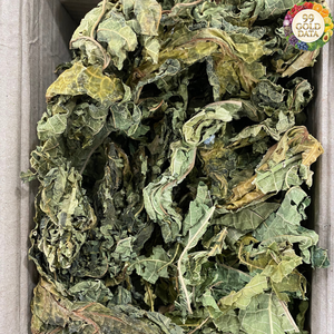 Feuilles de papaye séchées de style vietnamien, fabriquées avec du matériau naturel de feuilles de papaye, pour les boissons et la transformation - Product Image 4