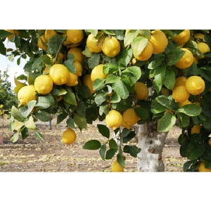 Fruta de limón amarillo fresco puro y natural Fruta cítrica de calidad premium - Product Image 1