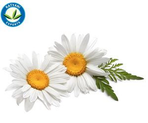 Aceite esencial de manzanilla orgánico certificado para difusores de aromaterapia, suministro a granel, precio al por mayor, aceite romano de manzanilla para el cuidado de la piel - Product Image 2